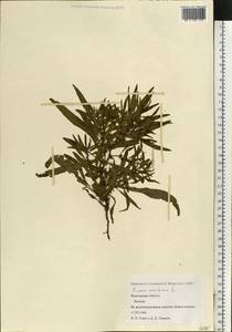 Rumex maritimus L., Eastern Europe, Northern region (E1) (Russia)