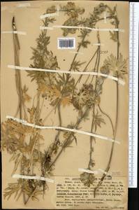 Aconitum rotundifolium Kar. & Kir., Middle Asia, Northern & Central Tian Shan (M4) (Kazakhstan)