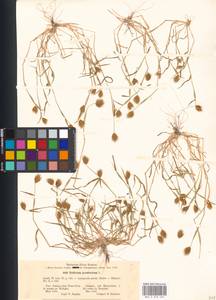 Eremopyrum triticeum (Gaertn.) Nevski, Eastern Europe, Lower Volga region (E9) (Russia)