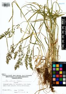 Poa sibirica Roshev., Siberia, Baikal & Transbaikal region (S4) (Russia)