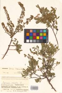 Spiraea crenata subsp. crenata, Eastern Europe, Lower Volga region (E9) (Russia)