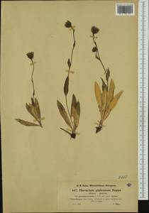 Hieracium glabratum subsp. nudum Nägeli & Peter, Western Europe (EUR) (Austria)