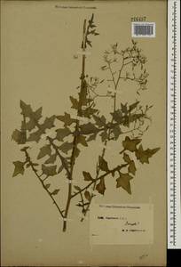 Mycelis muralis (L.) Dumort., Eastern Europe, Central forest-and-steppe region (E6) (Russia)