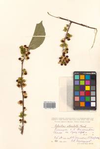 Celastrus orbiculatus Thunb., Siberia, Russian Far East (S6) (Russia)