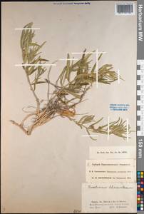 Cynanchum thesioides (Freyn) K. Schum., Middle Asia, Muyunkumy, Balkhash & Betpak-Dala (M9) (Kazakhstan)