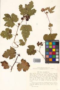 Rubus crataegifolius Bunge, Siberia, Russian Far East (S6) (Russia)