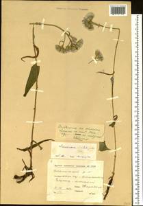 Saussurea stubendorffii Herder, Siberia, Yakutia (S5) (Russia)