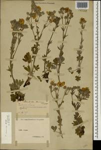 Potentilla taurica Willd. ex D. F. K. Schltdl., Crimea (KRYM) (Russia)