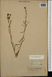 Dianthus caucaseus Sims, Caucasus (no precise locality) (K0)