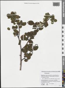 Cotoneaster, Siberia, Baikal & Transbaikal region (S4) (Russia)