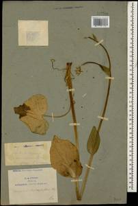 Doronicum macrophyllum Fisch., Caucasus, Armenia (K5) (Armenia)