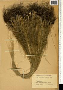 Stipa lessingiana Trin. & Rupr., Caucasus, Armenia (K5) (Armenia)