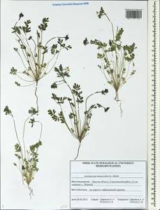 Leptopyrum fumarioides (L.) Rchb., Siberia, Western Siberia (S1) (Russia)