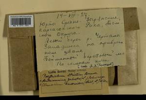 Aulacomnium palustre (Hedw.) Schwägr., Bryophytes, Bryophytes - Western Siberia (including Altai) (B15) (Russia)