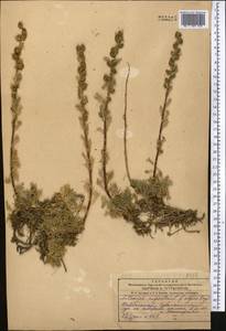 Artemisia rupestris L., Middle Asia, Dzungarian Alatau & Tarbagatai (M5) (Kazakhstan)