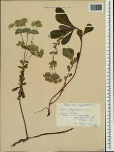 Euphorbia amygdaloides L., Crimea (KRYM) (Russia)