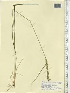 Calamagrostis arundinacea (L.) Roth, Eastern Europe, Central forest region (E5) (Russia)