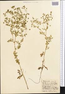 Potentilla supina L., Middle Asia, Northern & Central Kazakhstan (M10) (Kazakhstan)