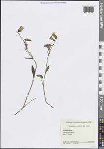 Campanula sarmatica Ker Gawl., Caucasus, Azerbaijan (K6) (Azerbaijan)