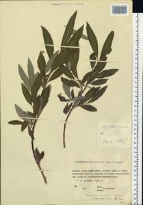 Salix gmelinii Pall., Siberia, Yakutia (S5) (Russia)