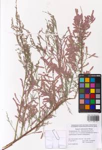 Tamarix hohenackeri Bunge, Eastern Europe, Lower Volga region (E9) (Russia)