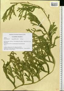 Lycopodium clavatum L., Eastern Europe, Central forest region (E5) (Russia)