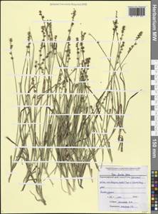 Carex divulsa Stokes, Caucasus, Black Sea Shore (from Novorossiysk to Adler) (K3) (Russia)