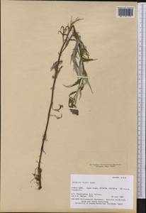 Artemisia tilesii Ledeb., America (AMER) (United States)