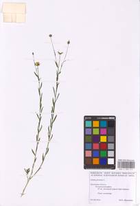 Linum perenne L., Eastern Europe, Central forest-and-steppe region (E6) (Russia)