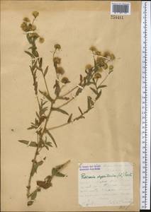 Pulicaria dysenterica (L.) Bernh., Middle Asia, Western Tian Shan & Karatau (M3) (Kazakhstan)