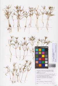 Petrosimonia oppositifolia (Pall.) Litv., Eastern Europe, Lower Volga region (E9) (Russia)