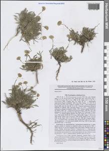 Psychrogeton cabulicus Boiss., Middle Asia, Pamir & Pamiro-Alai (M2) (Tajikistan)