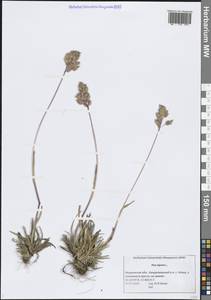 Poa alpina L., Eastern Europe, Northern region (E1) (Russia)