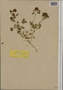 Trifolium grandiflorum Schreb., Western Europe (EUR) (Greece)