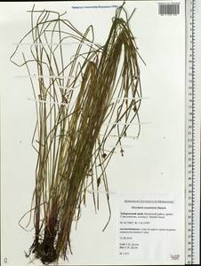 Eleocharis ussuriensis Zinserl., Siberia, Russian Far East (S6) (Russia)
