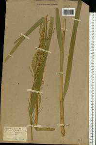 Glyceria maxima (Hartm.) Holmb., Eastern Europe, North Ukrainian region (E11) (Ukraine)