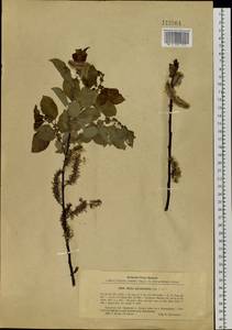 Salix pyrolifolia Ledeb., Siberia, Baikal & Transbaikal region (S4) (Russia)