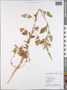 Amaranthus powellii S. Watson, Eastern Europe, Middle Volga region (E8) (Russia)