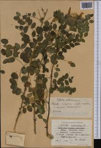 Colutea arborescens L., Western Europe (EUR) (Bulgaria)