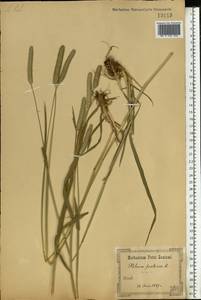 Phleum pratense L., Eastern Europe, North Ukrainian region (E11) (Ukraine)