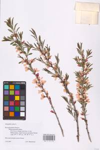 Prunus tenella Batsch, Eastern Europe, Central forest-and-steppe region (E6) (Russia)