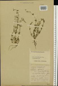 Spergula arvensis L., Eastern Europe, Central forest region (E5) (Russia)