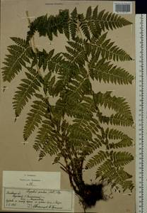 Dryopteris carthusiana (Vill.) H.P.Fuchs, Eastern Europe, Moscow region (E4a) (Russia)