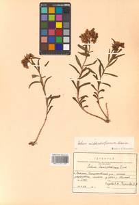 Phedimus middendorfianus subsp. middendorfianus, Siberia, Russian Far East (S6) (Russia)