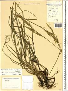 Bromus biebersteinii Roem. & Schult., Caucasus, Dagestan (K2) (Russia)