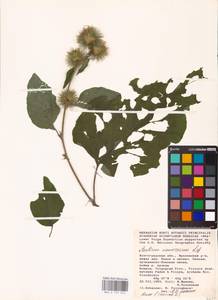 Arctium nemorosum Lej., Eastern Europe, Lower Volga region (E9) (Russia)