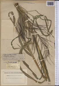 Leptochloa mucronata (Michx.) Kunth, America (AMER) (United States)
