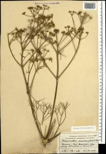 Bilacunaria microcarpa (M.Bieb.) Pimenov & V.N.Tikhom., Caucasus, Dagestan (K2) (Russia)