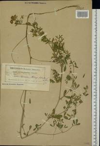 Medicago falcata L., Eastern Europe, Belarus (E3a) (Belarus)