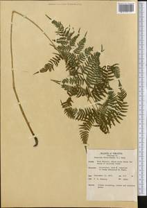 Athyrium filix-femina (L.) Roth, America (AMER) (United States)